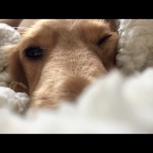 Meet your Posher, Trish